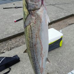 サワラ釣れてます！